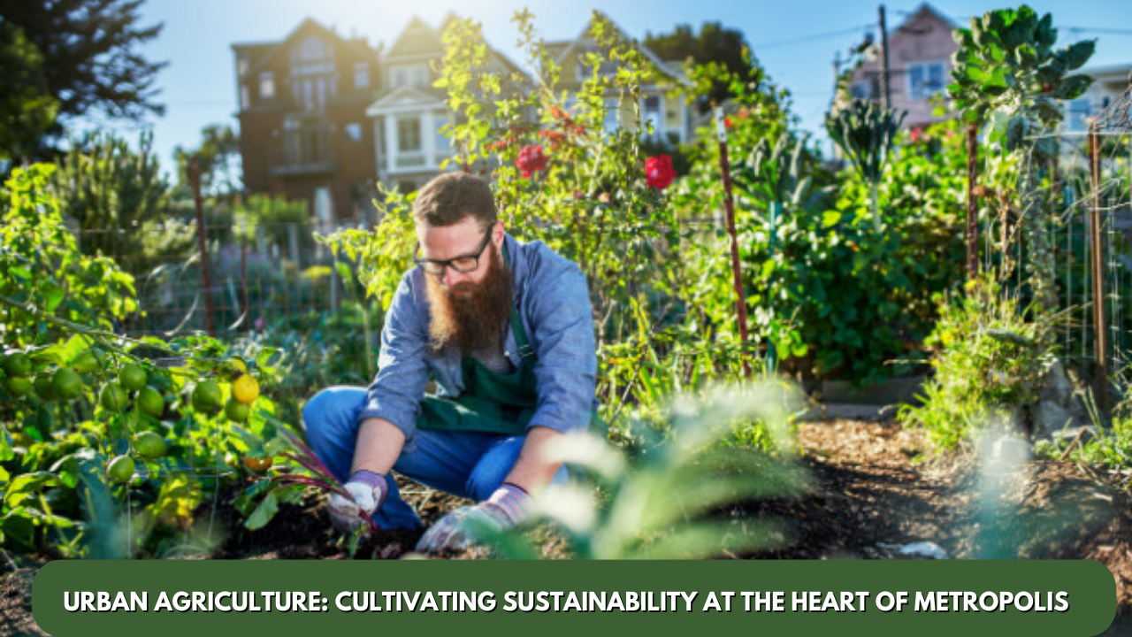 Urban Agriculture: Cultivating Sustainability at the Heart of Metropolis