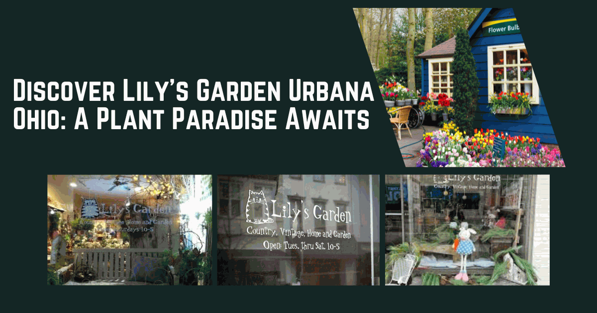 Discover Lily's Garden Urbana Ohio A Plant Paradise Awaits